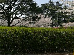 -武汉大学-樱园