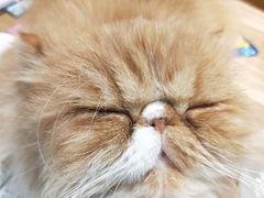 -藏猫猫咖啡主题馆(中央大道店)