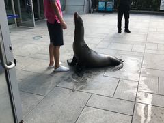 -烟台海昌鲸鲨海洋公园