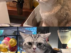 -咖法森林·咖啡  酒吧(天河店)