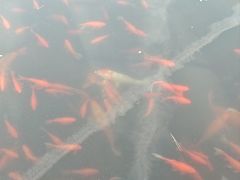 -西湖外事游船(花港观鱼码头)