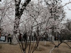 -桃花堤公园