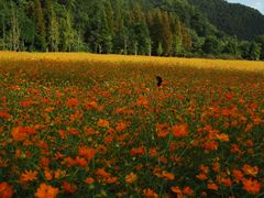 -花溪公园