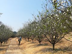 -南国桃园旅游度假区