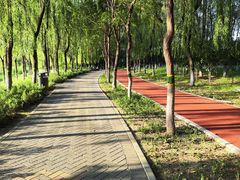 -大兴滨河森林公园