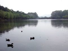 -西湖游船