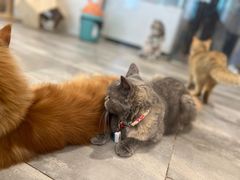 -楼上猫咖(罗湖店)