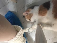 -喵的天空名猫咖啡馆·撸猫·猫舍·用品