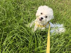 -翊宠yipet猫狗购宠庄园犬舍•猫舍