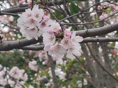 -高东镇樱花园