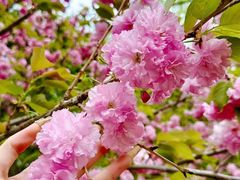 -长白岛森林公园