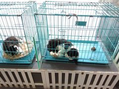 -佳百利宠物(荣乐中路115弄小区店)