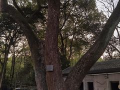 -之江大学-旧址