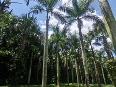 -深圳仙湖植物园