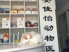 -佳怡动物医院·平价24小时·猫专科骨外科