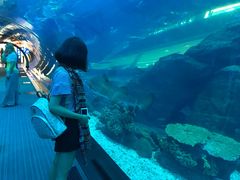 -迪拜水族馆及水下动物园