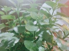 -楚氏正骨推拿按摩院(九水东路店)