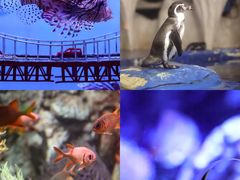 -太平洋海底世界