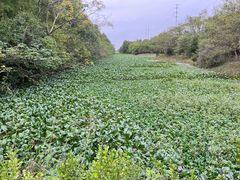 -上海海湾国家森林公园