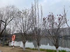 -洋湖国家湿地公园