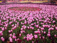 -七彩云南茶(七彩云南第壹城店)