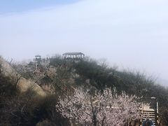 -大岭沟猕猴桃谷风景区
