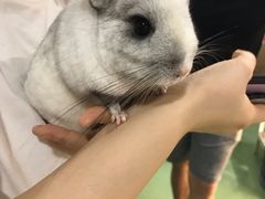 -藦茜花园宠物主题亲子互动体验馆(国顺东路店)