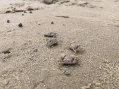 -北海金海湾红树林生态旅游区