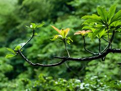 -萍乡武功山风景名胜区