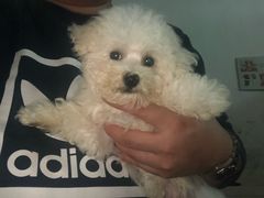 -翊宠yipet猫狗购宠庄园犬舍•猫舍