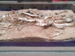 -陕西自然博物馆