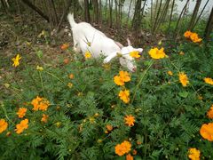 -合肥滨湖国家森林公园