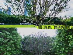 -莲花山公园
