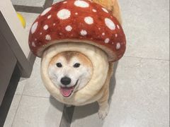 -鸭绿江海鲜烧烤大排档(杏林街店)