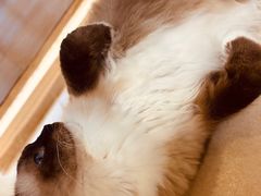 -猫在这儿猫咪咖啡馆·撸猫馆