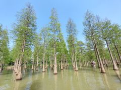 -泗洪洪泽湖湿地景区