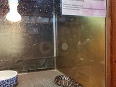 -上海大自然野生昆虫馆(东方明珠·爬宠昆虫探索中心)