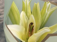 -金陵花卉交易市场