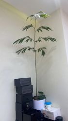 -和良形象