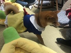 -逗柴咖啡屋·狗咖猫咖宠物桌游