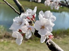 -贡湖湾湿地公园