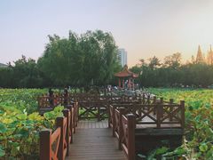 -莱西月湖公园