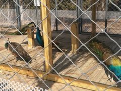-长白岛森林公园