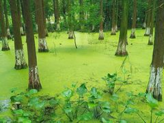 -艾溪湖湿地公园