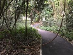 -南宁良凤江国家森林公园