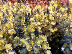 -宜家家居(四元桥商场店)