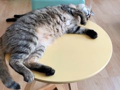 -猫在这儿猫咪咖啡馆·撸猫馆