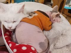 -猫小院猫主题咖啡厅(北锣店)