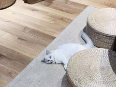 -瞄一喵猫咖(格力海岸店)