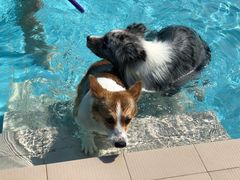 -趣玩宠物乐园寄养训犬训狗游泳池